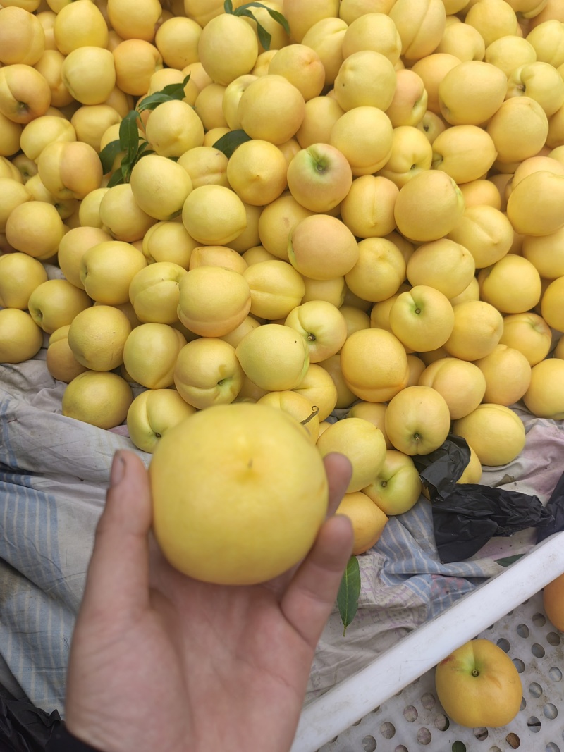 蒙阴黄油桃