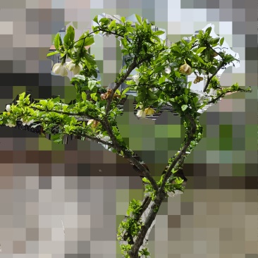 栀子花