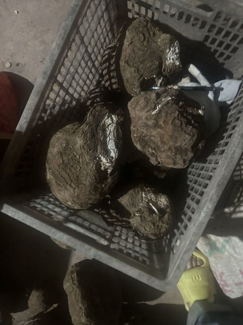 云南茯苓鲜活茯苓茯苓砣茯苓丁