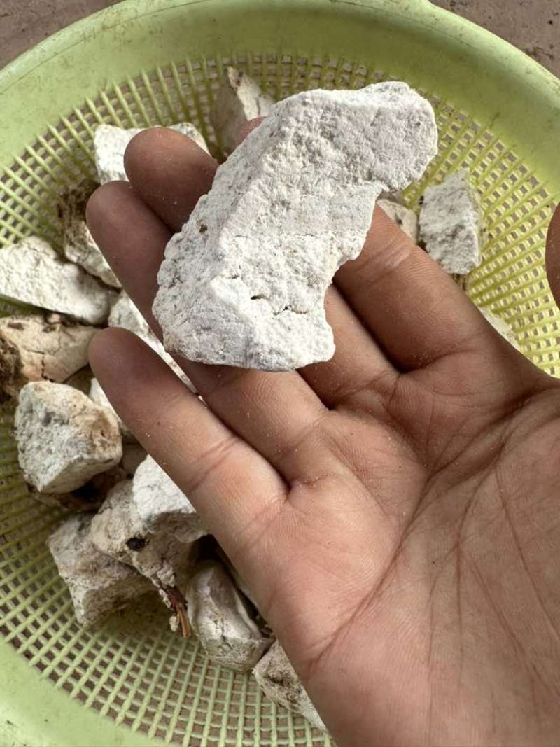 云南茯苓鲜活茯苓茯苓砣茯苓丁