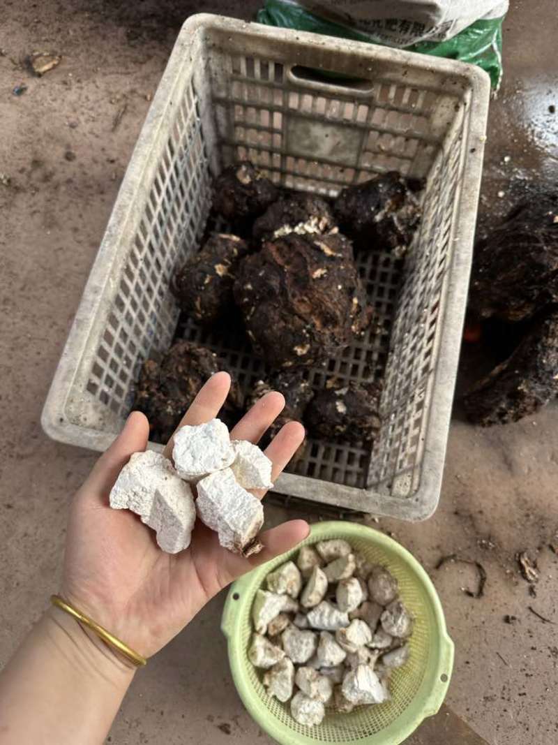 云南茯苓鲜活茯苓茯苓砣茯苓丁