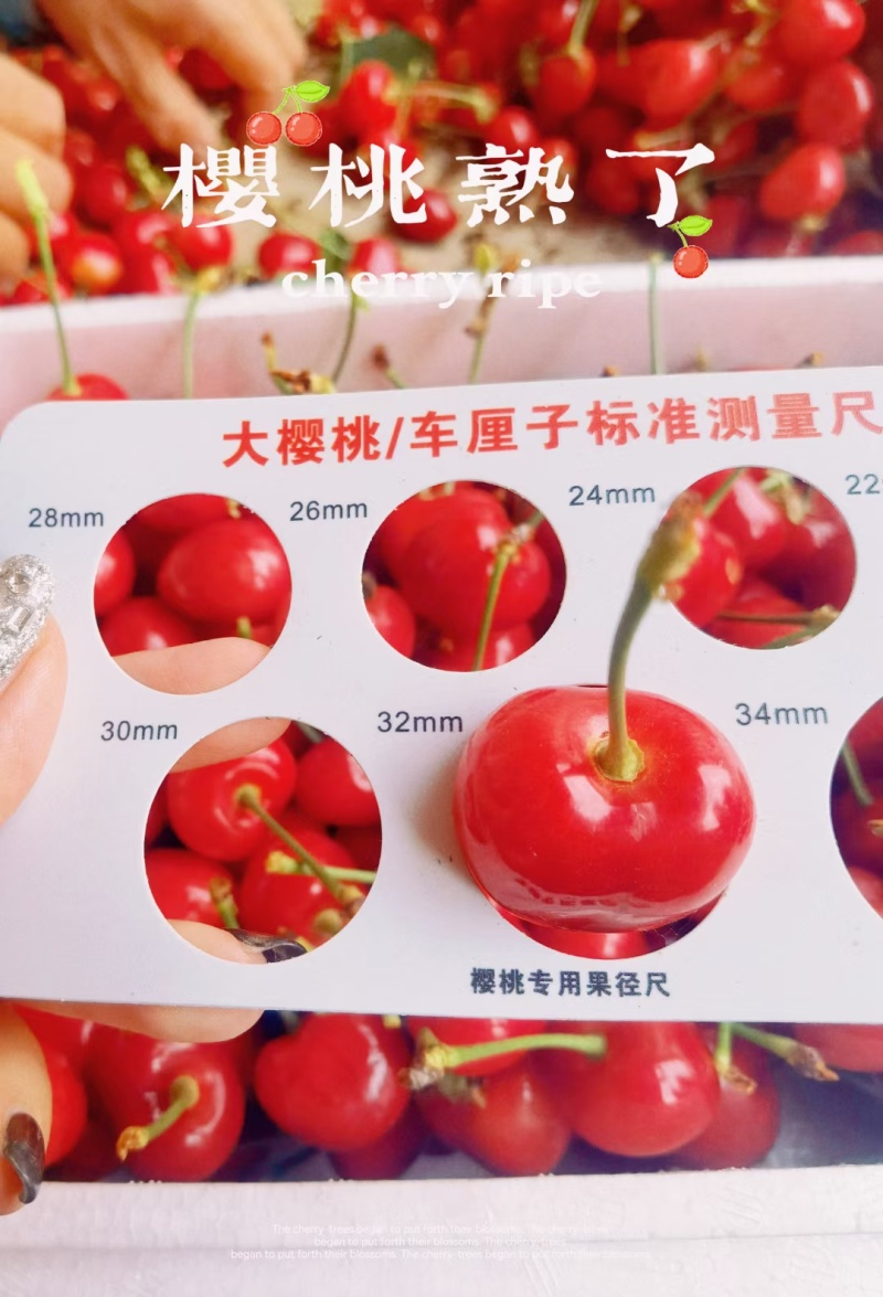 大连大樱桃