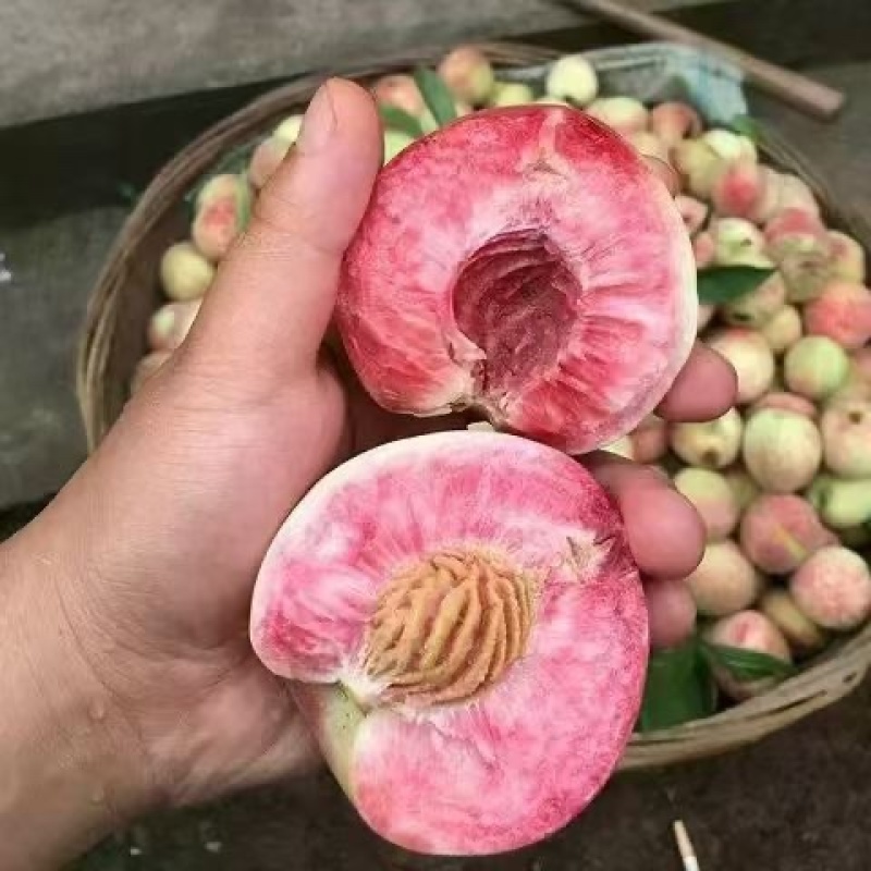 贵州血丝桃