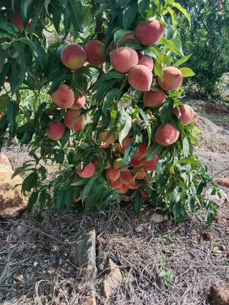 贵州血丝桃