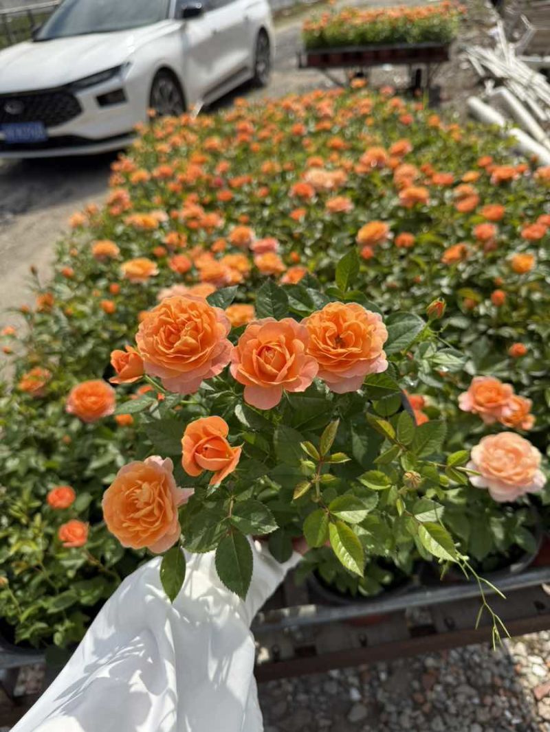 180果汁阳台大花月季