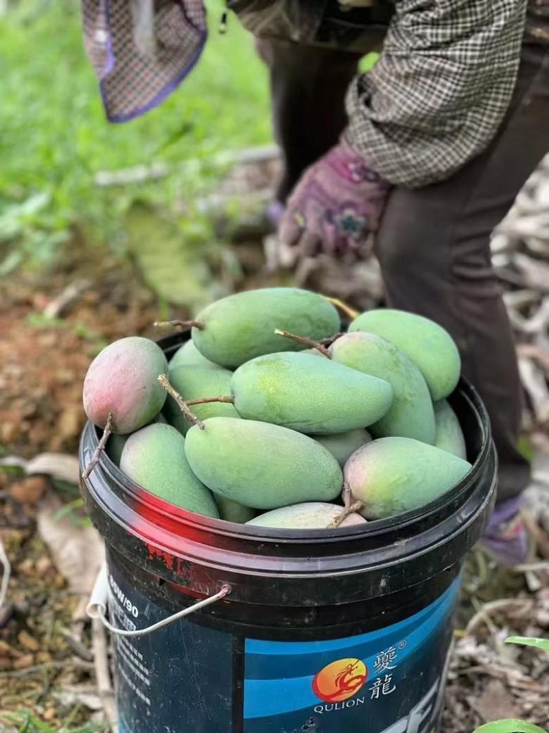 广西百色金煌芒金黄甜心芒百色芒果产地直发保质保量
