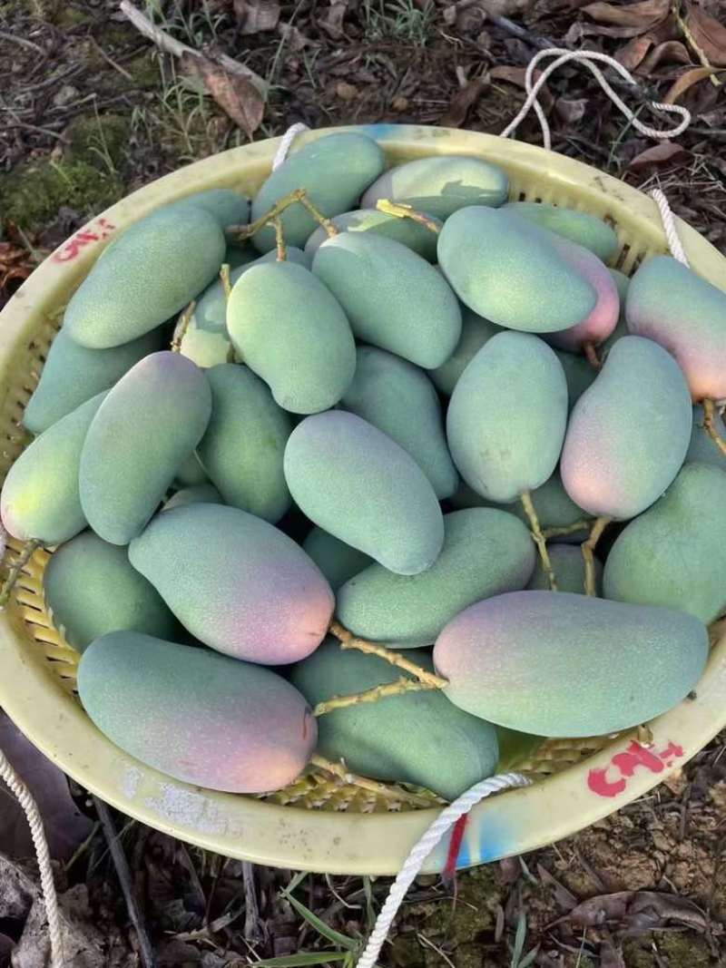 广西百色金煌芒金黄甜心芒百色芒果产地直发保质保量
