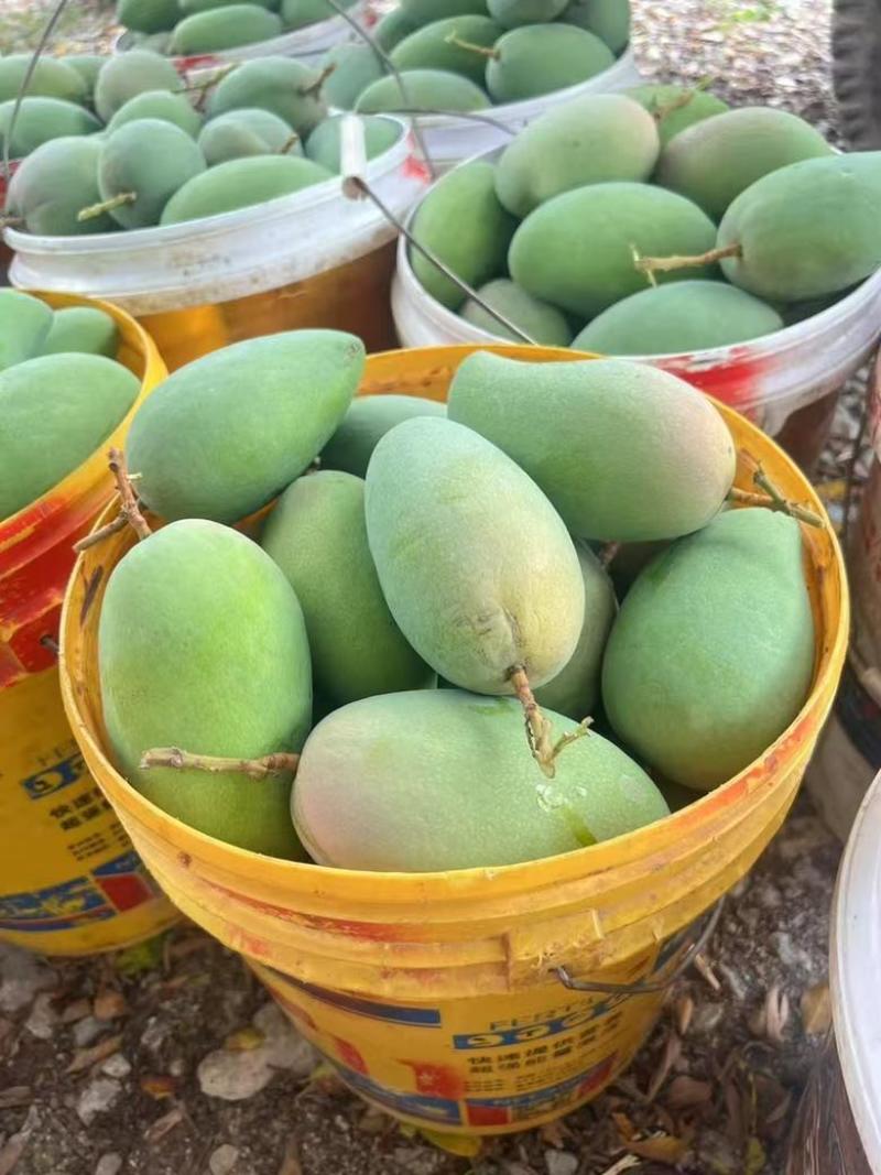 广西百色金煌芒金黄甜心芒百色芒果产地直发保质保量