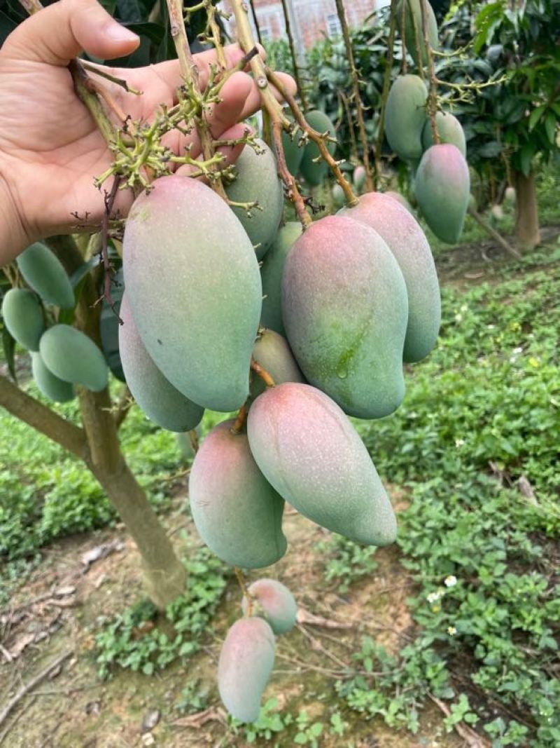 广西百色金煌芒金黄甜心芒百色芒果产地直发保质保量