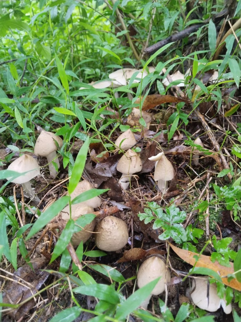 野生鸡枞