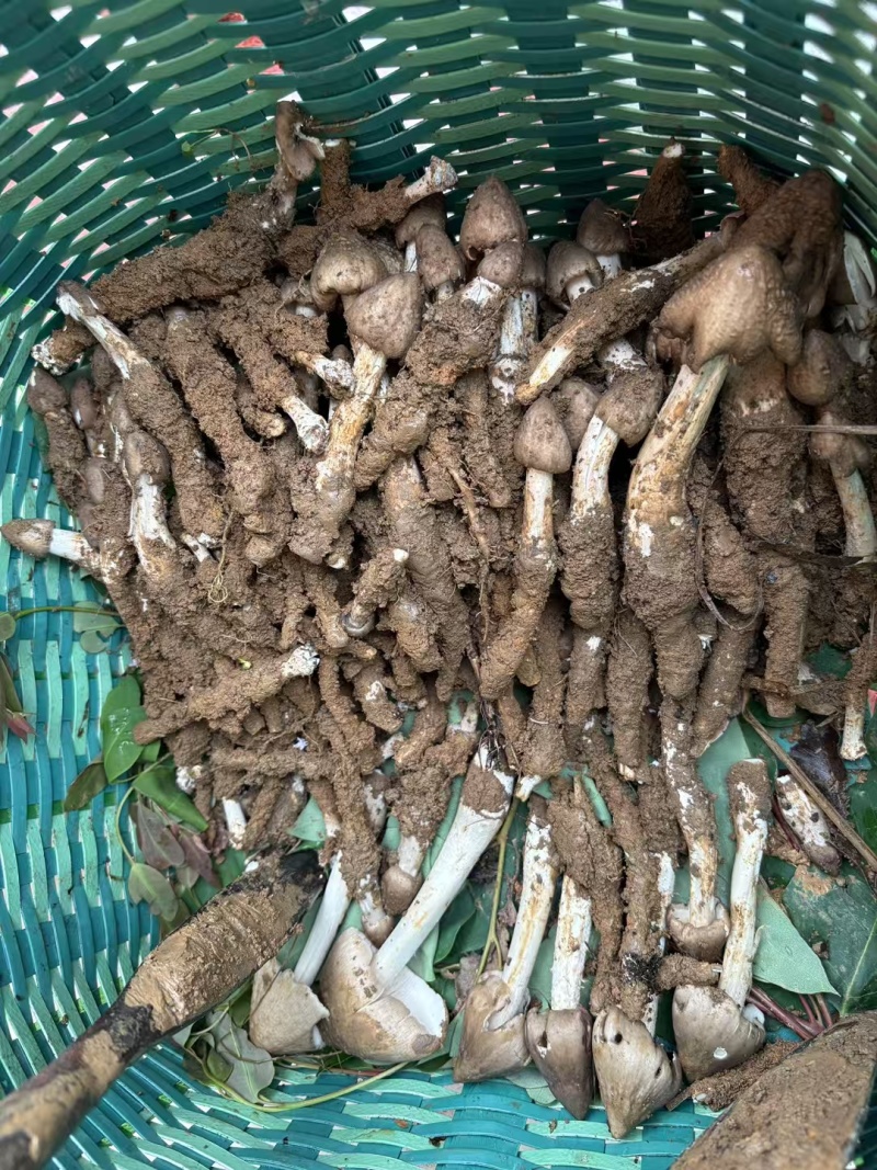 野生鸡枞
