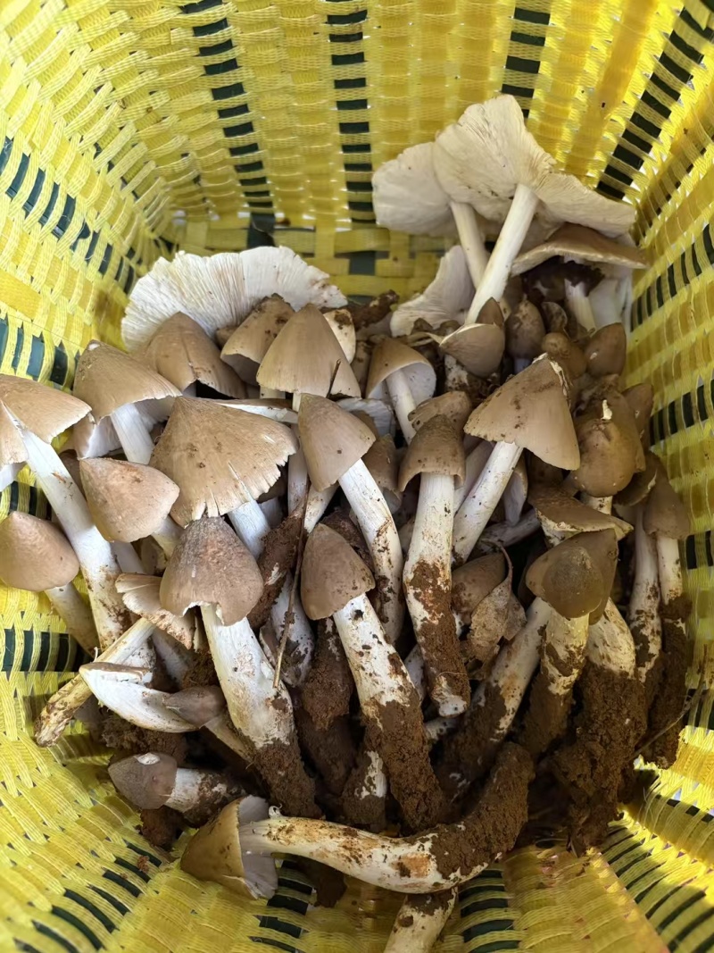 野生鸡枞