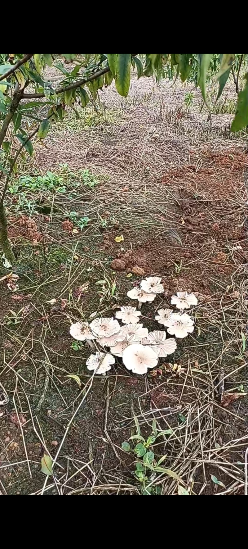 野生鸡枞