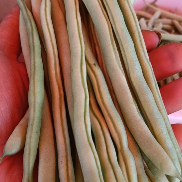 四季豆
