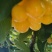 汉源车厘子