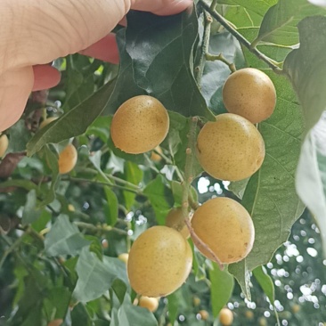 黄皮