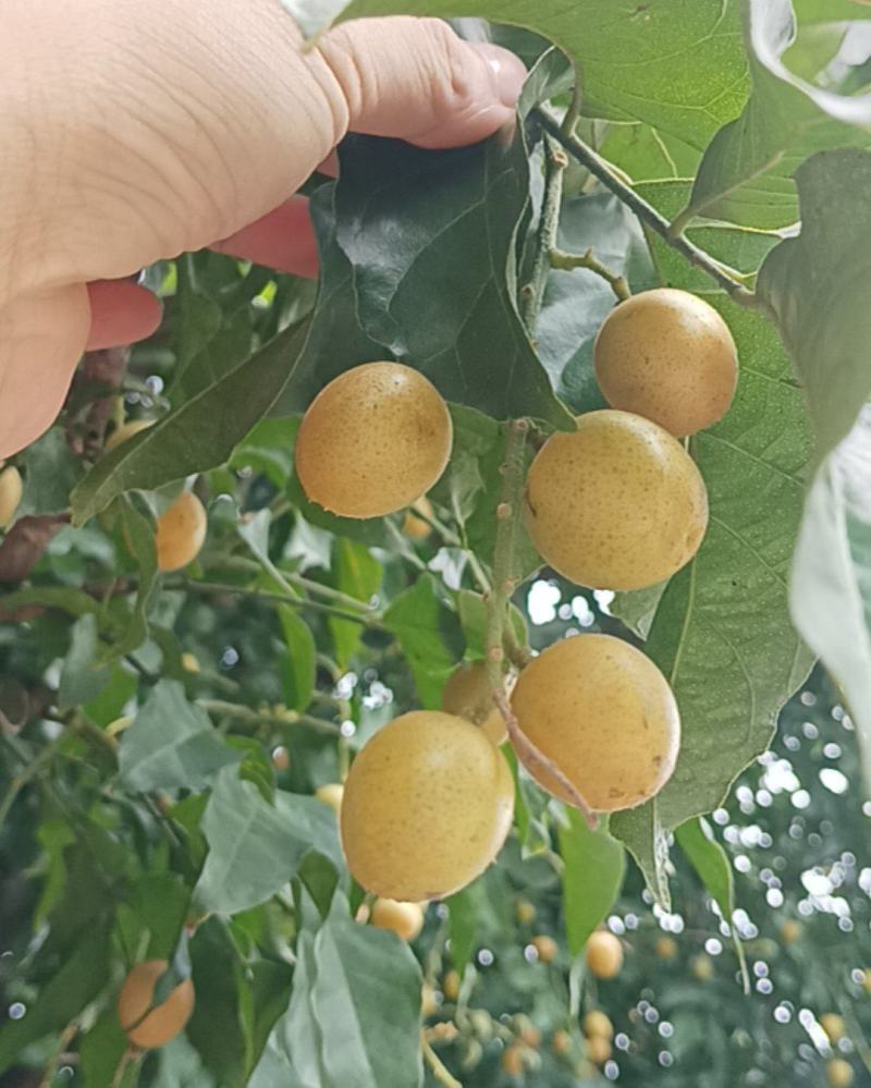 黄皮