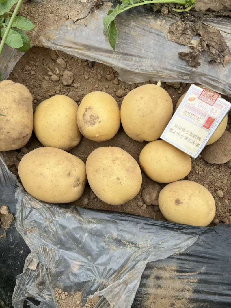 河南黄皮黄心土豆欢迎老板采购
