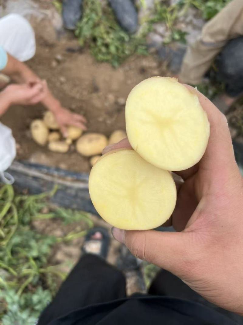 河南黄皮黄心土豆欢迎老板采购