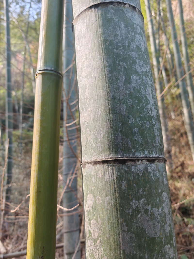 各类竹子
