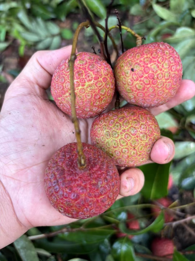 果红，饱满，无虫，15年老树，