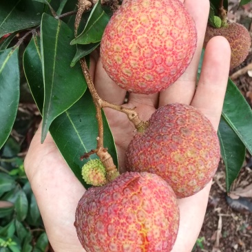 果红，饱满，无虫，15年老树，