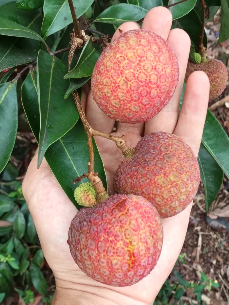 果红，饱满，无虫，15年老树，