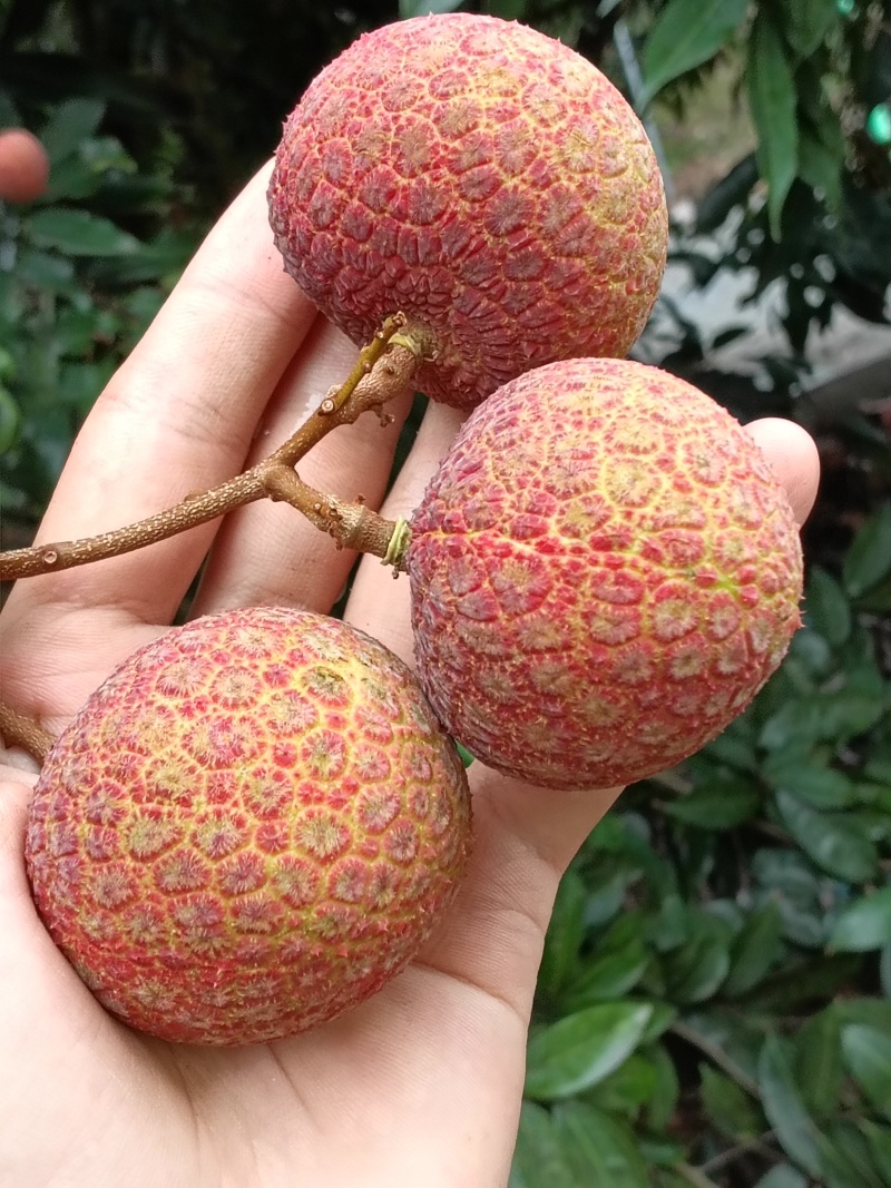 果红，饱满，无虫，15年老树，
