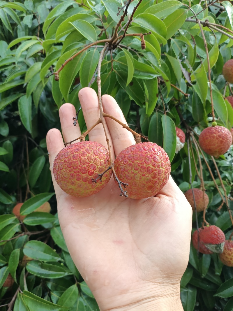 果红，饱满，无虫，15年老树，