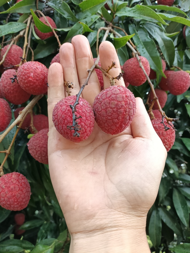 果红，饱满，无虫，15年老树，