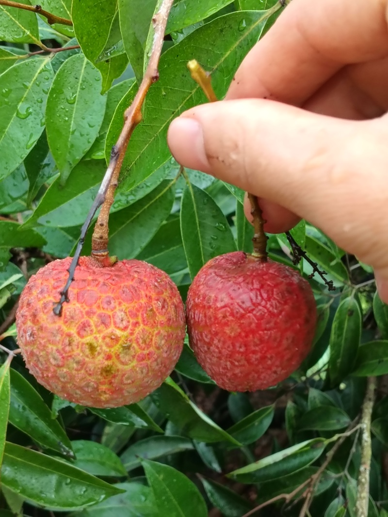 果红，饱满，无虫，15年老树，
