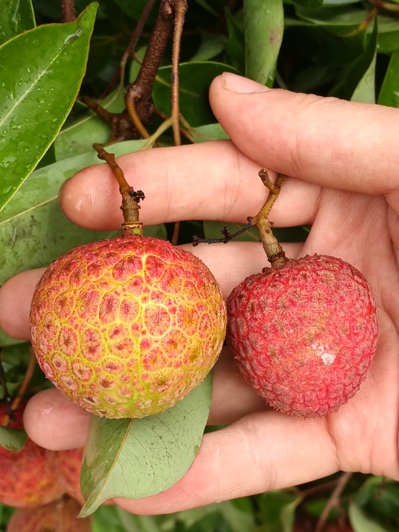 果红，饱满，无虫，15年老树，
