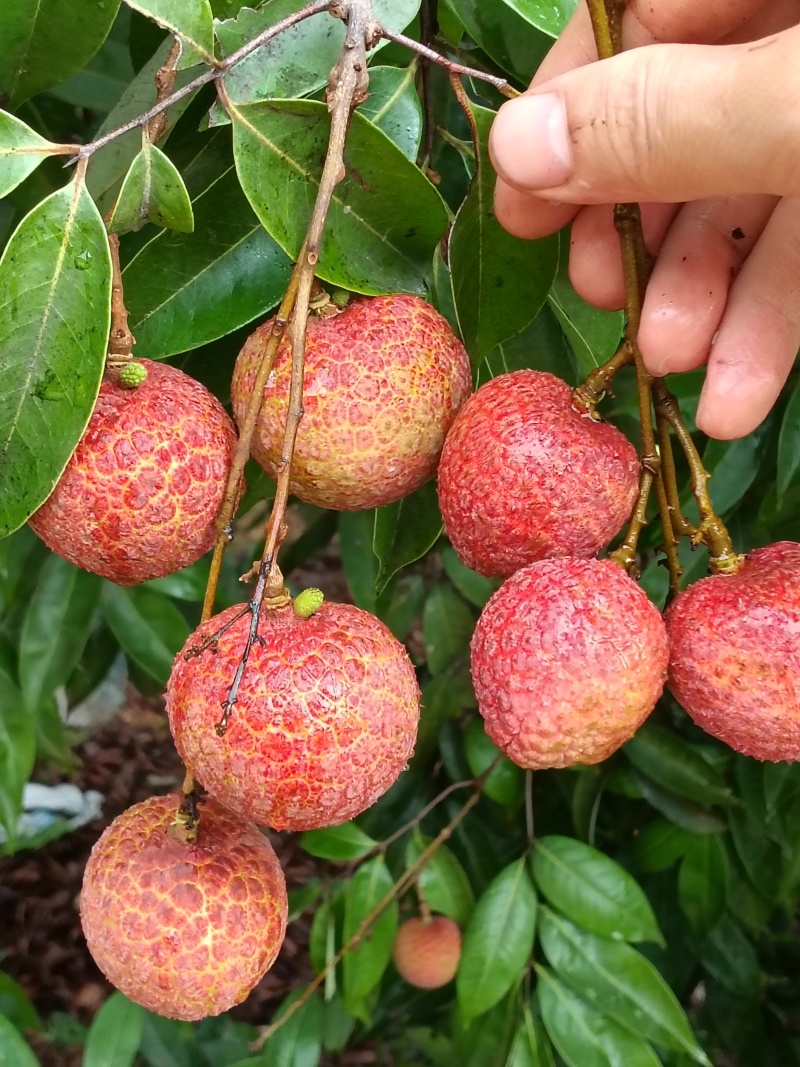 果红，饱满，无虫，15年老树，