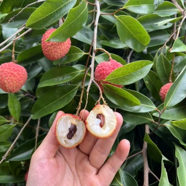 高州桂味荔枝