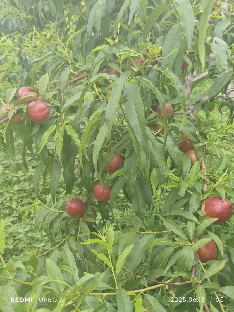 山东泗水油桃
