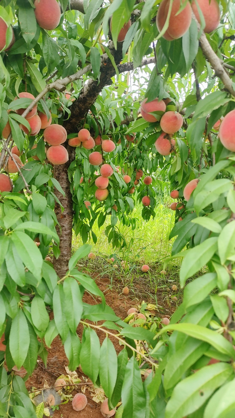 湖北孝感粉红水密桃