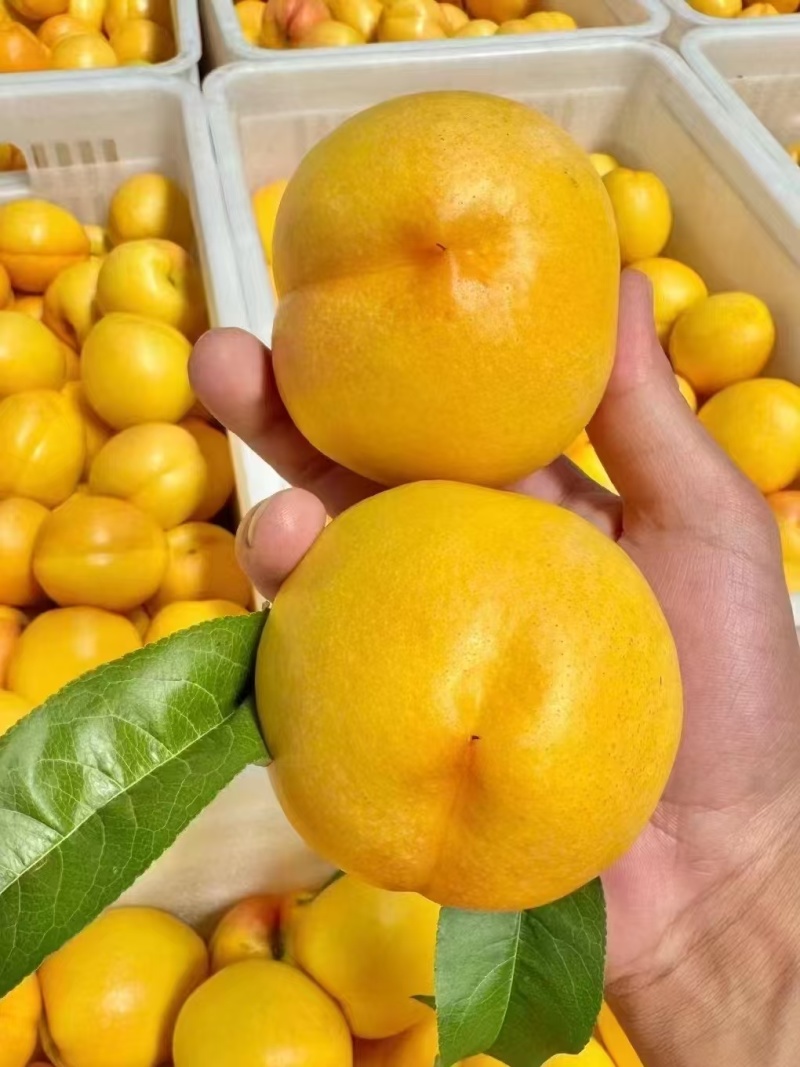 桃子季又来啦🍑吃桃的来吧，现摘现发的新鲜桃子！