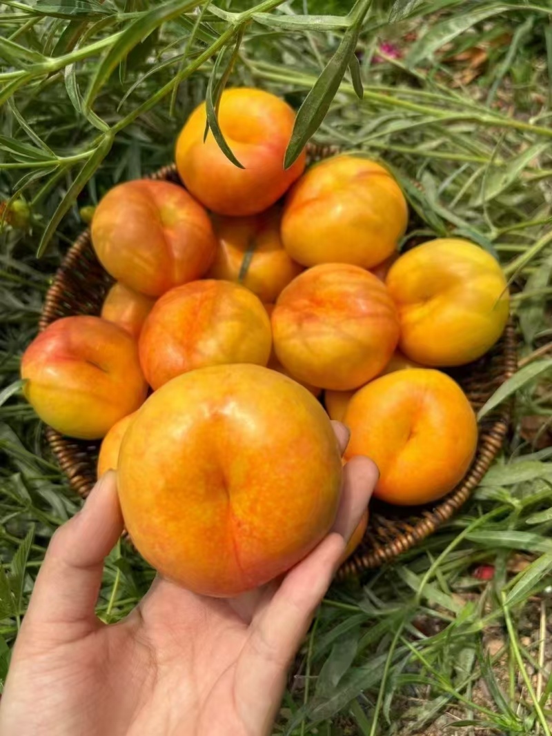 桃子季又来啦🍑吃桃的来吧，现摘现发的新鲜桃子！