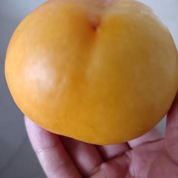 桃子季又来啦🍑吃桃的来吧，现摘现发的新鲜桃子！
