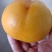 桃子季又来啦🍑吃桃的来吧，现摘现发的新鲜桃子！