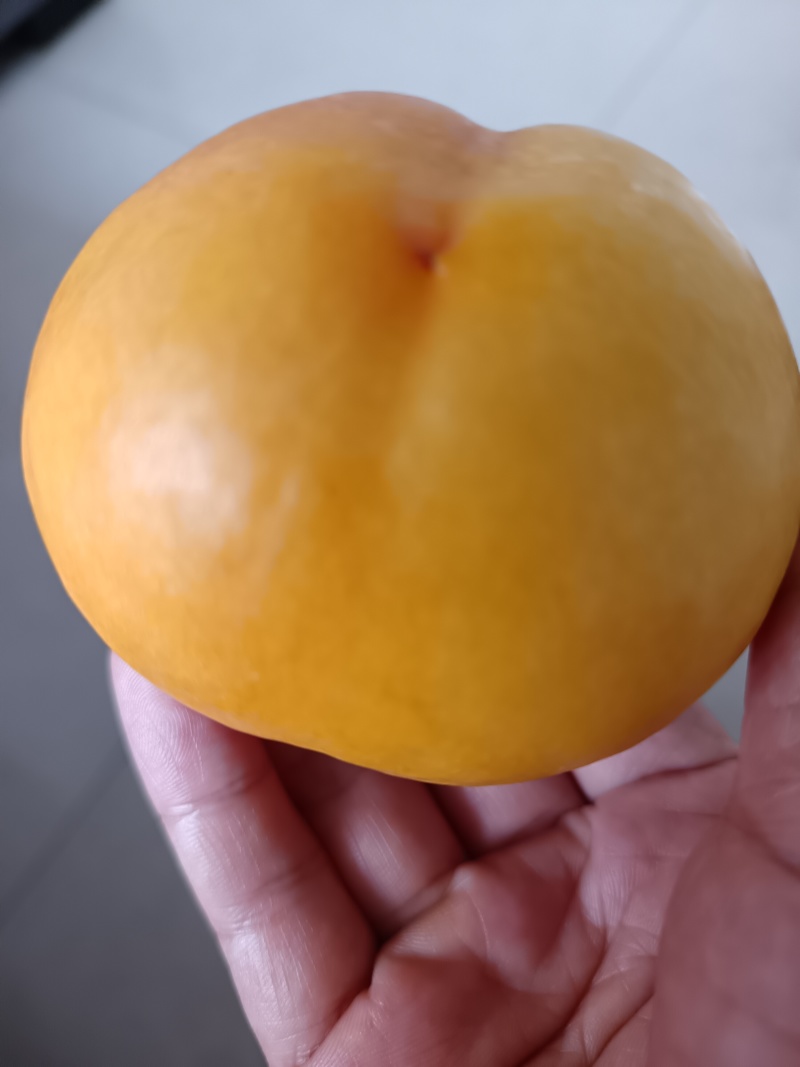 桃子季又来啦🍑吃桃的来吧，现摘现发的新鲜桃子！