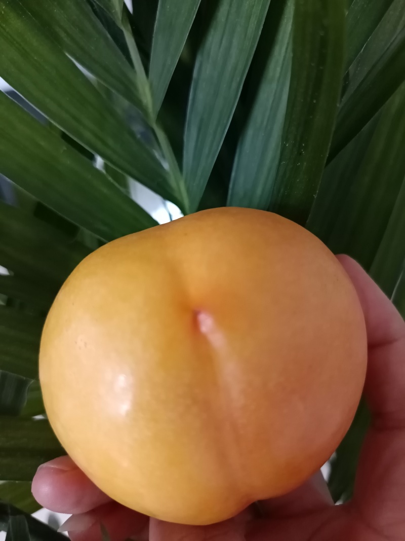 桃子季又来啦🍑吃桃的来吧，现摘现发的新鲜桃子！