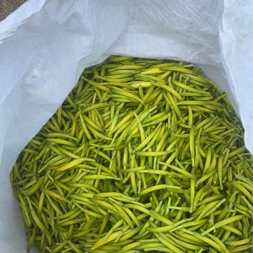 黄花菜