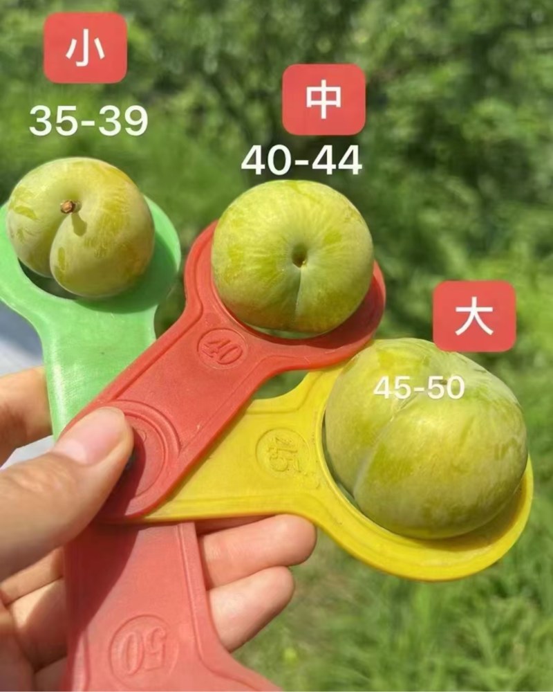 蜂糖李