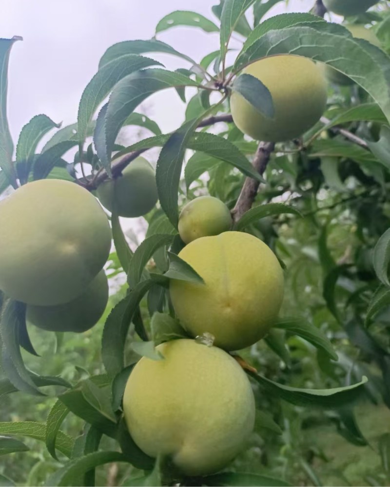 蜂糖李