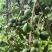 夏威夷果澳洲坚果种植基地云南西双版纳种植工厂一体化量大