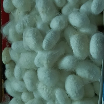 蚕茧