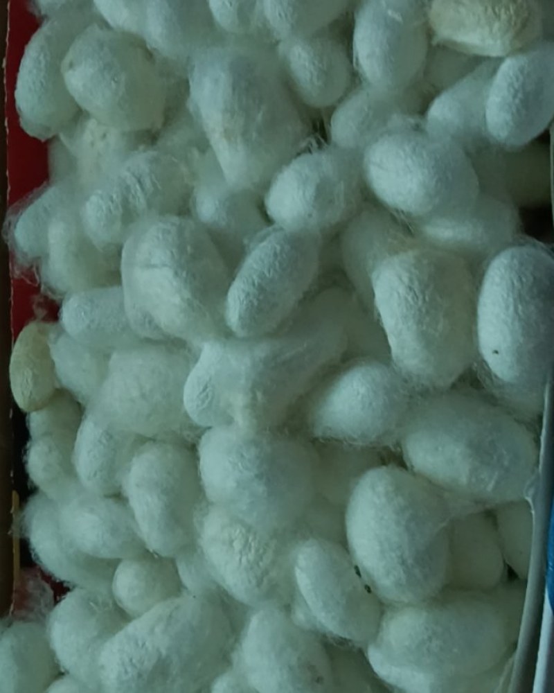 蚕茧
