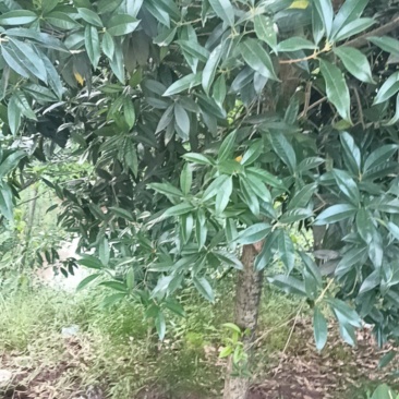 桂花树绿化
