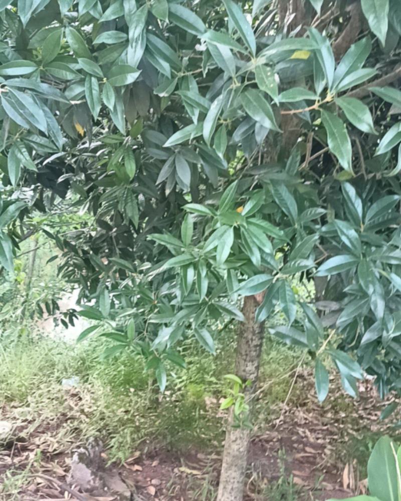 桂花树绿化